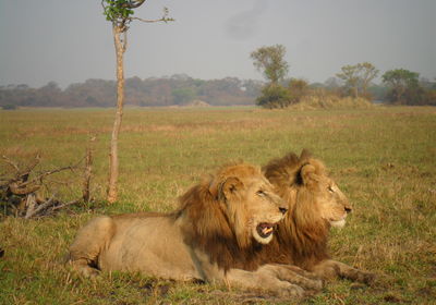 Busanga Lions